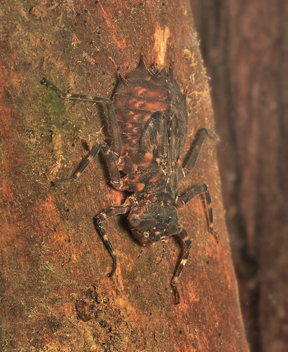 Neurocordulia obsoleta, nymph